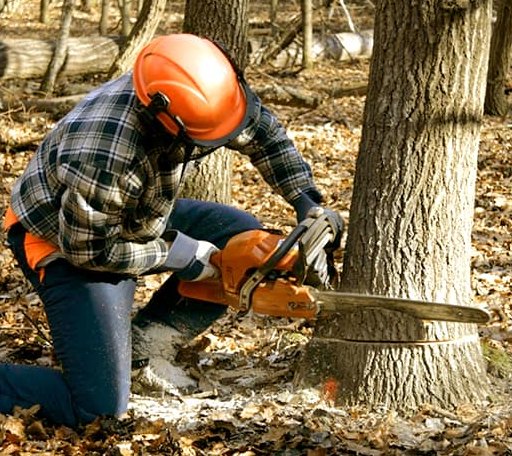 Tree Removal in Mason, WI